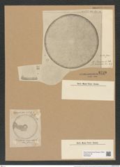 Coscinodiscus janischii A. Schm. (de-Toni-Nr.: Genus 202, Species 5021) Zeichnungen Sammlung Grunow Nr. 8739 (NHMW-BOT-W0378322)